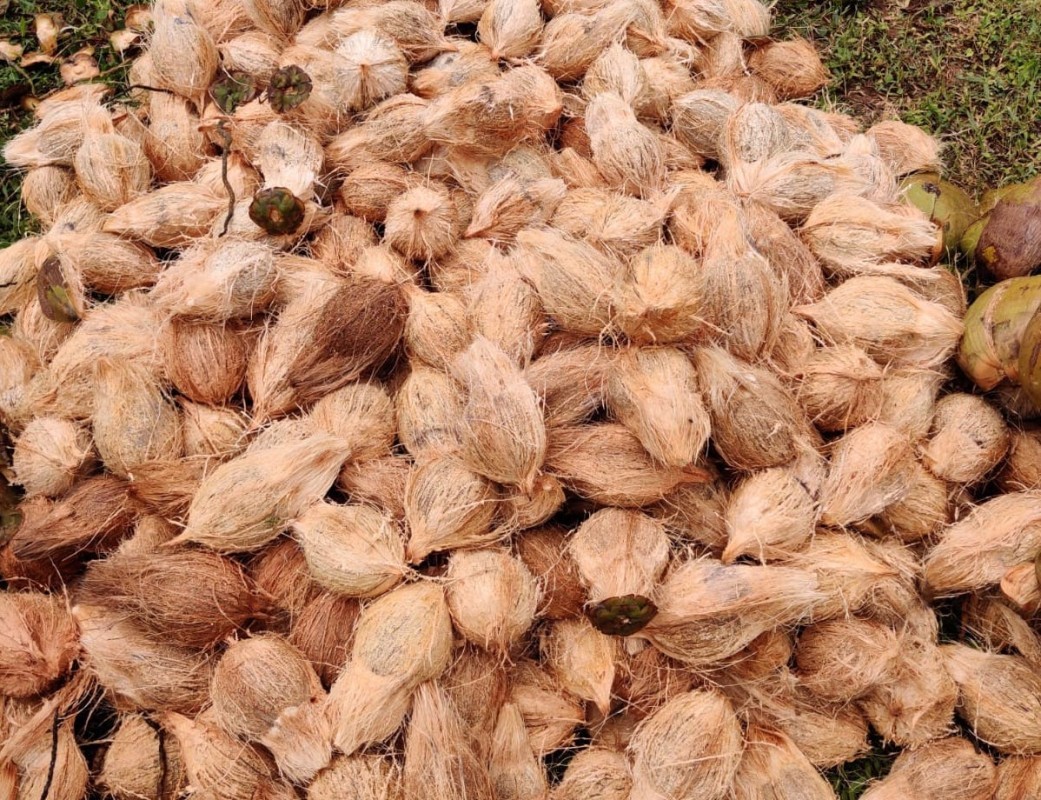 FRESH AND SEMI-HUSKED COCONUTS from India